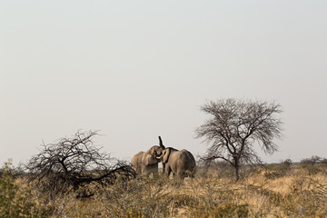 Elefantes peleando en Ethosa, Namibia (África)