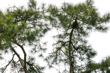 branch of tree isolated on white background