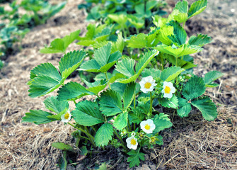 strawberry bush with spring flowers close up
