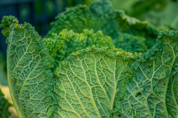 cabbage in the market