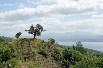 Fototapeta na wymiar Sole Tree on Hilltop Overlooking Lake and Volcano
