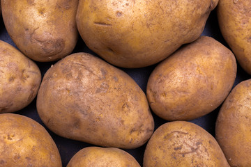 heap of fresh organic yellow unwashed potato stand out among many large background potatos in the...