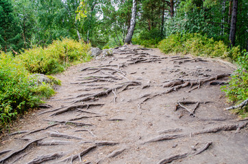 In the mountains, the roots of trees cling to the ground. Altai territory.  Altai mountains.
