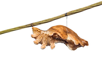 Common Rose (Pachliopta aristolochiae) pupa