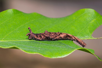 Blue Begum caterpillar