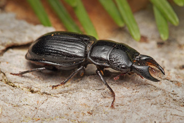 The male of a rare stag beetle Ceruchus chrysomelinus, a criticaly endangered beetle occurring in European virgin and old growth forests..