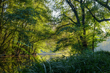 nachmittagsstimmung an einem teich in einem park mit lichtstrahlen