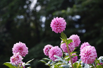 ピンク色のダリア