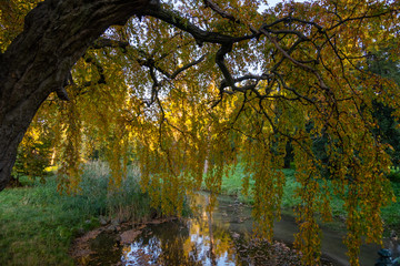 Obraz premium weidenbaum am teichufer in gelben herbstfarben in einem park