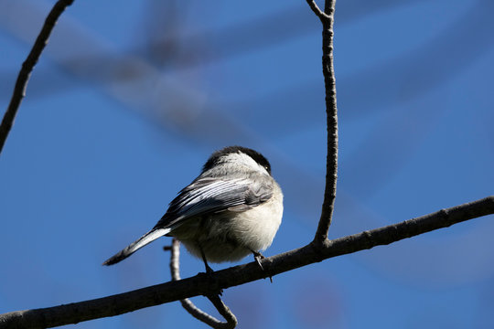 M&eacute;sange &agrave; t&ecirc;te noire, Black-capped Chichadee, Parid&eacute;s, Qu&eacute;bec Canada