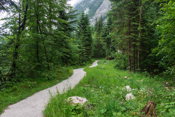 Walk in deep forest of Hallstatt, Austria, Europe