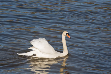 Swan a swimming