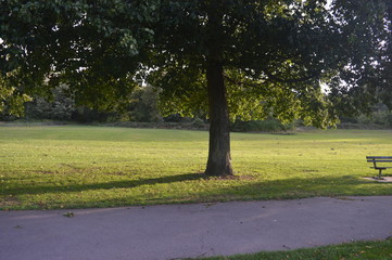 Tree in a field