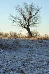 Frosty morning in the late autumn on the meadow.