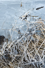 Frosty morning in the late autumn on the meadow.