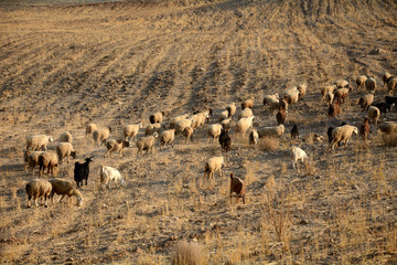Sheep herd of the Qasqai nomads, Iran