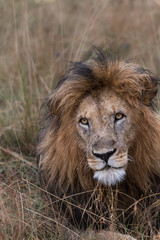 Plakat African Lion