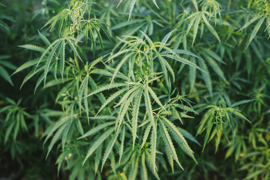 plantage with hemp flowers
