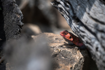 Mwanza flat-head rock agama