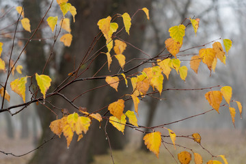 Yellow autumn birch leaves on a background of fog in the park