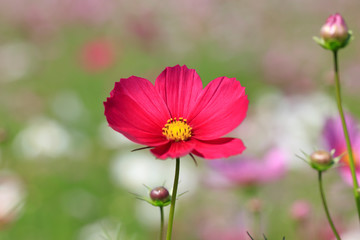 Cosmos bipinnatus - Dwarf sensation