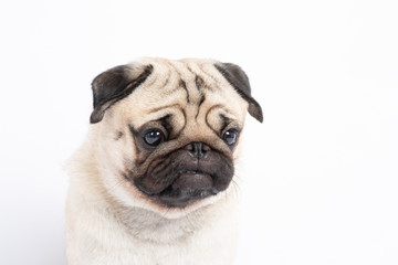 Obraz premium Angry dog pug breed making serious face and looking,Isolated on white background