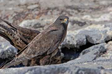 Galapagos Hawk  (Buteo galapagoensis) on Fernandina Island, Galapagos Islands, Ecuador