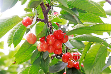 Mature large American cherry in an orchard