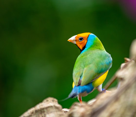 an amazing shot of a Gouldian Finch perched on a log 