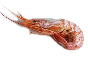 Boiled Shrimp isolated on white. Candid.
