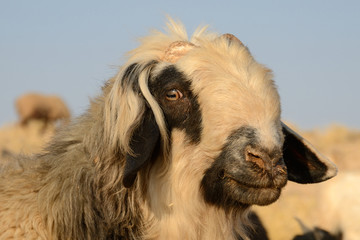 Fototapeta premium Sheep herd of the Qasqai nomads, Iran