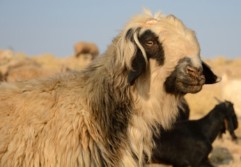 Fototapeta premium Sheep herd of the Qasqai nomads, Iran