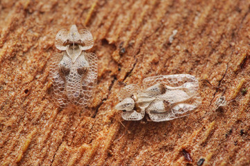 Couple of sycamore lace bugs on a close up horizontal picture. An alien bug species in Central...