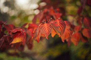 Close-up of gorgeous vibrant red dogwood fall foliage with spring buds in a woodland