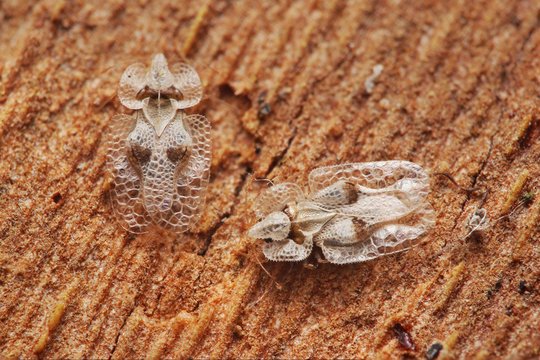 Couple of sycamore lace bugs on a close up horizontal picture. An alien bug species in Central Europe, inhabiting  plane trees.