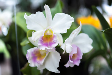 Obraz na płótnie Canvas Flower (Orchidaceae, Orchid Flower) white purple