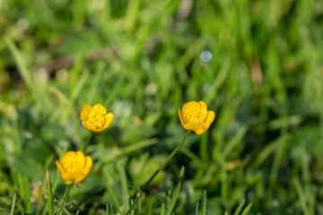 Beautiful three yellow flowers in green grass and sunlight. Blooming bright yellow flowers. Spring and summer nature concept. Colorful fresh plants. Beauty nature. Yellow flower closeup.