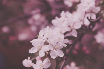 Beautiful blooming flower in garden, summer background.