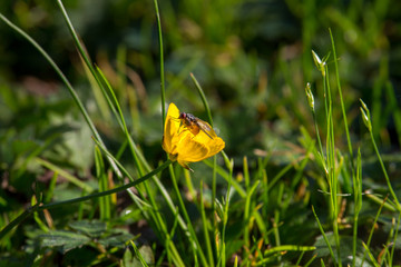 Fly on beautiful yellow flower in green grass and sunlight. Blooming bright yellow flower with sitting fly. Wildlife concept. Spring and summer nature concept. Colorful fresh plants. Beauty nature. 