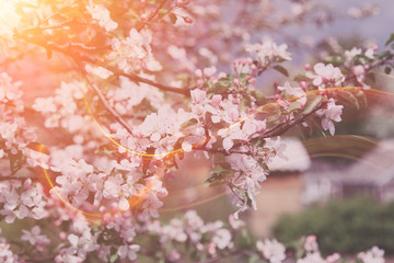Fototapeta premium Beautiful blooming flower in garden, summer background.