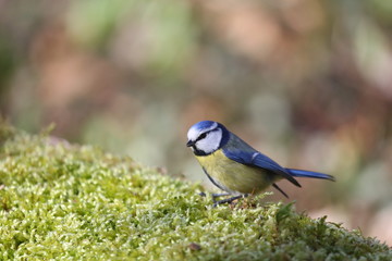 fotos de aves varias 