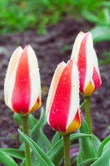 Tulipa greigii 'Authority' in early morning - 232647745