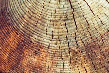 Aged wood texture, close-up