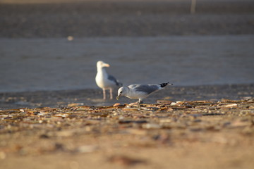 Nordsee - Eindrücke vom Herbst 2018 auf Römö