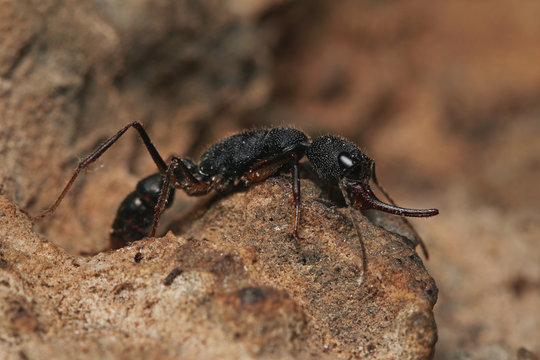 An exotic ant species with large mandibles found in South and Southeast Asia. It is occurring in northern India and parts of Burma. Stinging insect on a close up horizontal picture. 