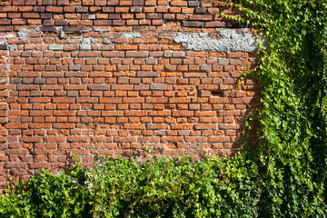 Old Brick Wall Background With Creeping Plants