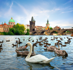 Charles bridge and Swans
