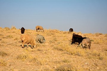 Sheep herd of the Qasqai nomads, Iran