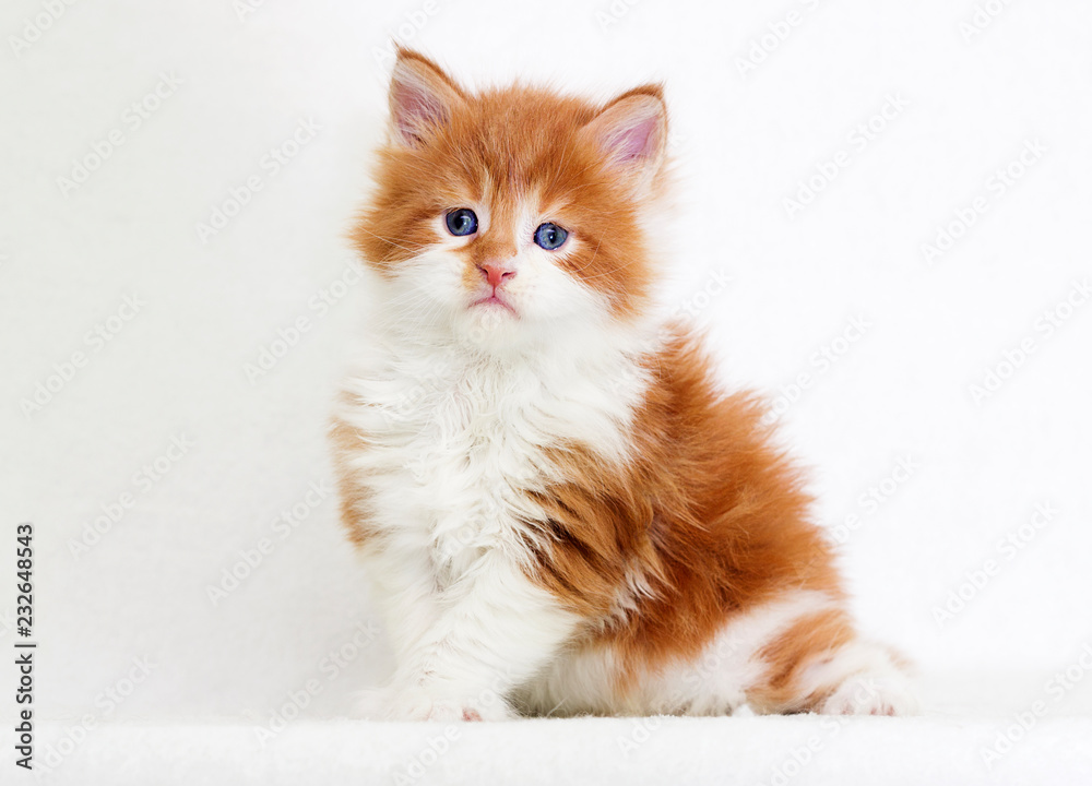 Wall mural ginger kitten looking