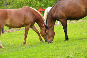 Naklejka na ściany i meble Two horses in the meadow